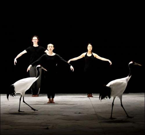 g_Chaillot15PettonBird12b